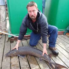 big-sturgeon